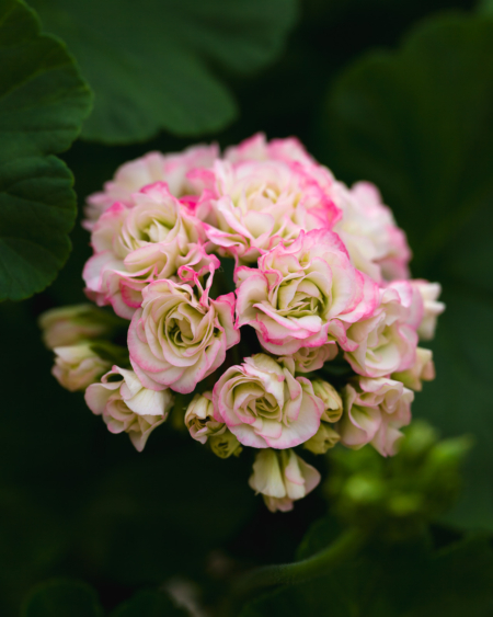 Appleblossom Rosebud